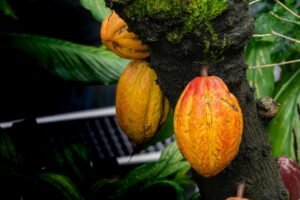 Cocoa Prices Fall Below $5,300  as U.S. Tariff Cut Expectations Ease Supply Pressures
