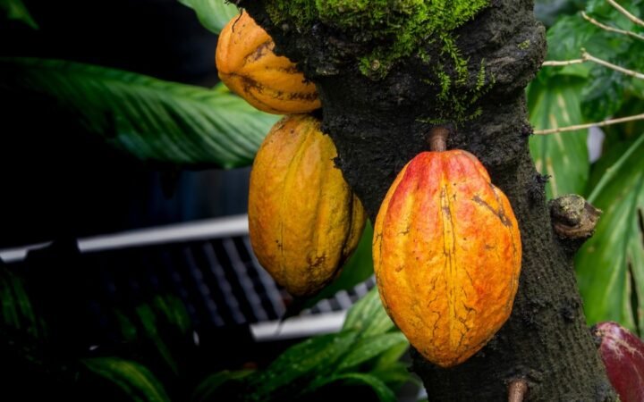 Cocoa Prices Fall Below $5,300  as U.S. Tariff Cut Expectations Ease Supply Pressures