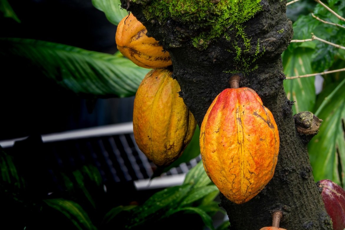 Cocoa Prices Fall Below $5,300  as U.S. Tariff Cut Expectations Ease Supply Pressures
